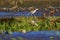 Northern Jacana   841235