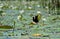 Northern Jacana bird