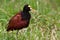 Northern jacana bird walking in the grass