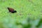 Northern Jacana in Costa Rica