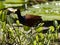 Northern Jacana, Jacana spinosa, searches for food in aquatic plants. Costa Rica