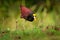 Northern Jacana - Jacana spinosa is a wader which is a resident breeder from coastal Mexico to western Panama, and on Cuba,