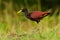 Northern Jacana - Jacana spinosa is a wader which is a resident breeder from coastal Mexico to western Panama, and on Cuba,