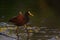 Northern Jacana portrait