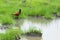 Northern Jacana walking on a soggy meadow