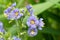 Northern Jacobs ladder polemonium boreale