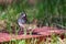 Northern Junco on wooden plank with grassy background.