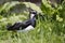 Northern lapwing