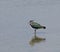 Northern Lapwing