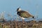 Northern lapwing