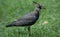 Northern lapwing