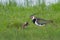 Northern Lapwing