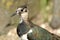 Northern Lapwing bird