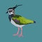 Northern Lapwing Bird clip art