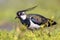 Northern lapwing creeping through grassland habitat