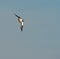 A Northern Lapwing in a daring flight