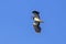 Northern Lapwing  in flight