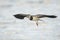 Northern Lapwing in flight