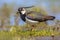 Northern lapwing male standing majestically in grassland habitat