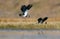 Northern lapwing males combat in air of spring field