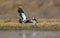 Northern lapwing males fierce fight in spring field