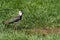 Northern Lapwing or Peewit