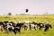 Northern Lapwing Or Peewit Flying Above Grazing Cattle In Field In Summer Day