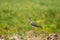 Northern Lapwing Or Peewit Singing In Summer Field. Wildlife Birds Of Belarus
