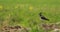Northern Lapwing Or Peewit In Summer Field. Wildlife Birds Of Belarus. 4K