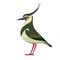 Northern lapwing is pewit, green plover, or just lapwing, is a bird in the lapwing subfamily. Bird Cartoon flat style