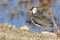 Northern Lapwing portrait