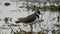 Northern Lapwing (shorebird) foot was injured. Walking with a crick. Close-up.