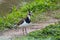 Northern Lapwing standing at the wetland park