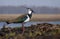 Northern lapwing stands near a lake in field