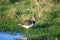 The northern lapwing up close on the water edge