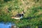 The northern lapwing up close on the water edge