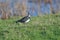 The northern lapwing up close on the water edge