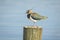 Northern Lapwing, Vanellus vanellus, perched