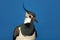 Northern Lapwing, Vanellus vanellus, portrait of water bird with crest, blue background, France