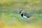 Northern Lapwing, Vanellus vanellus, portrait of water bird with crest in green grass vegetation. Wild bird in the nature habitat,