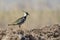 Northern Lapwing Vanellus vanellus side portrait in the grass.  Peewit in natural habitat