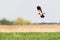 Northern lapwing - Vanellus vanellus - A species of medium-sized migratory bird, a swamp bird with black-and-white plumage