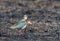 Northern Lapwing, Vanellus vanellus, standing on a burnt field