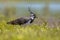 Northern lapwing walking through grass of wetland habitat