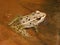 Northern Leopard Frog