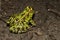 Northern Leopard Frog (Lithobates pipiens)