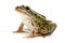 Northern Leopard Frog (Lithobates pipiens)