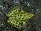 Northern Leopard Frog (Rana pipiens)