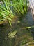 Northern Leopard Frog (Rana pipiens)