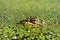 Northern Leopard Frog (Rana pipiens)